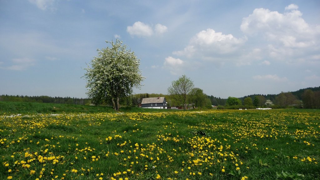 29.04.2011 Fr�hling in Neudeck/Kreis Greiz.  