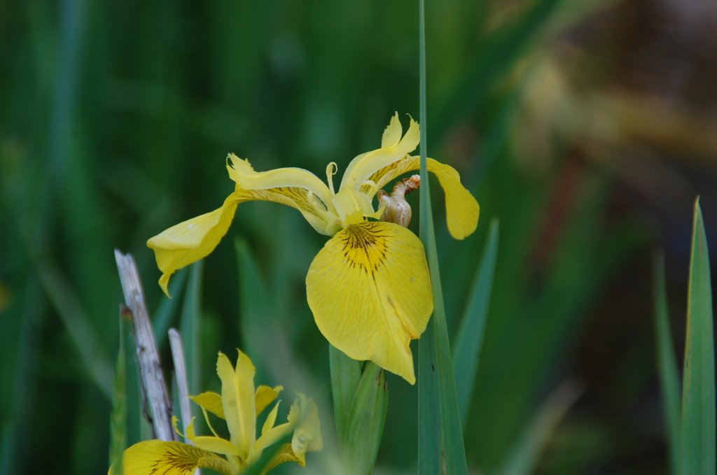Am Bachbett eines kleinen Baches bei Houstrup in Dnemark steht diese wilde Iris. 12.6.2011