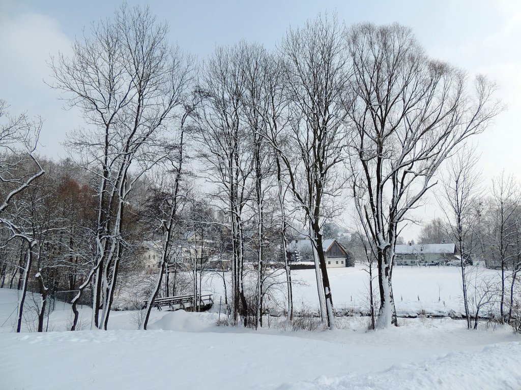 Angeschneite Baumgruppe, hoffentlich ein letztes Aufbumen des Winters 2012/13; 