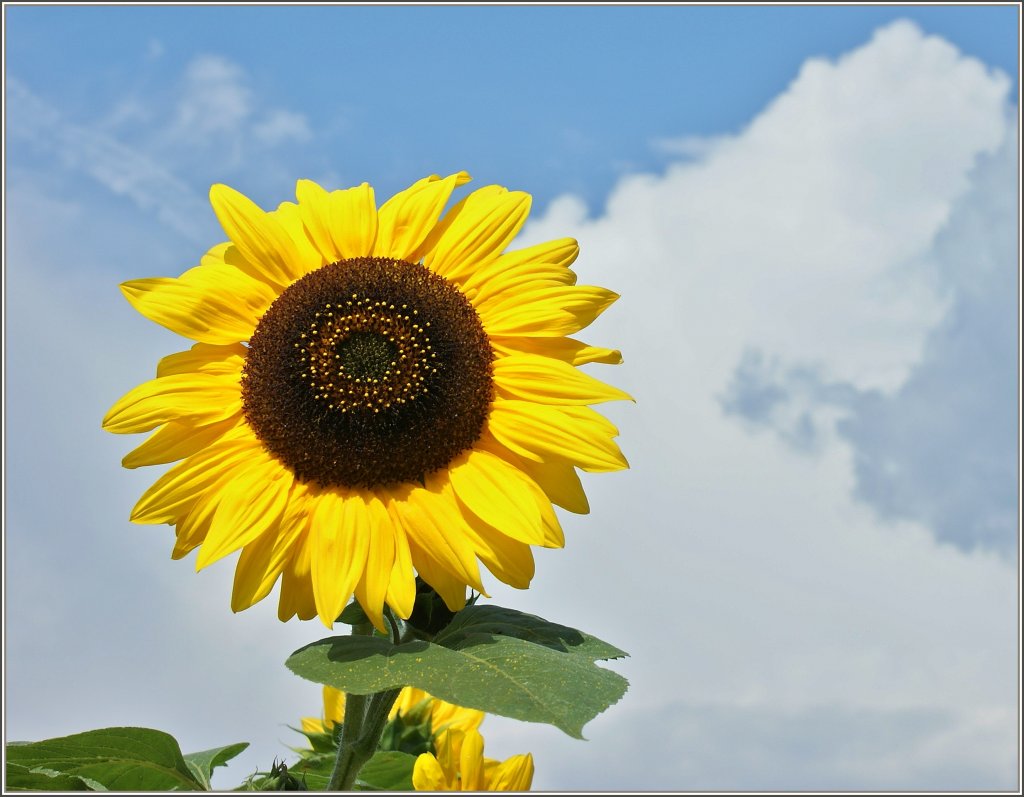 Anstelle der Sonne strahlt diese Sonnenblume.
(28.07.2011)