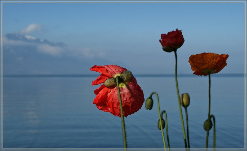 Auch die Blumen genieen den Blick auf den Genfersee. 
Montreux, den 29. Mrz 2011