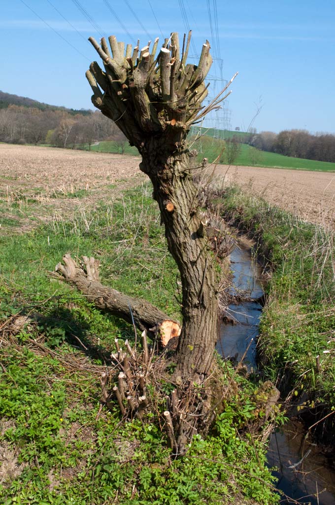 Bachlauf zwischen den Feldern im M�hnetal/Sauerland 