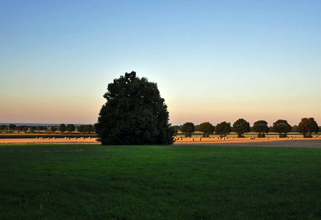 Baum, Strohballen, Wiese und Baumreihe kurz vor Sonnenuntergang - 18.08.2012