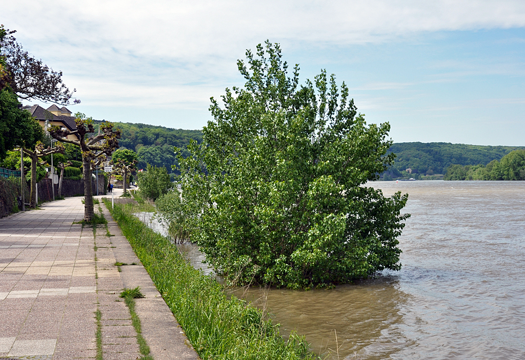  Baum unter  bei Hochwasser am Rhein in Remagen - 27.05.2013