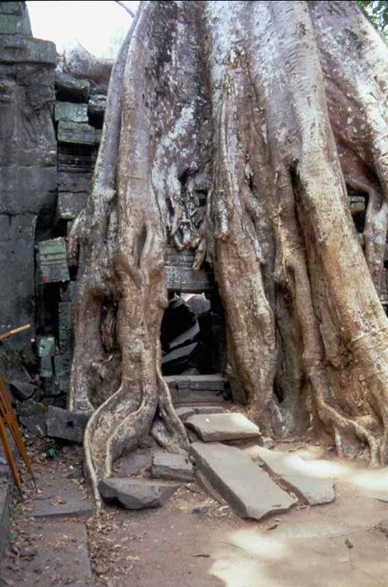Baumwurzeln haben einen Teil der ber 1.000 bis heute ausgegrabenen Tempel der Anlage Angkor in Besitz genommen. Angkor Wat ist der grte, aber nur einer der vielen Tempel. (Mai 2006)