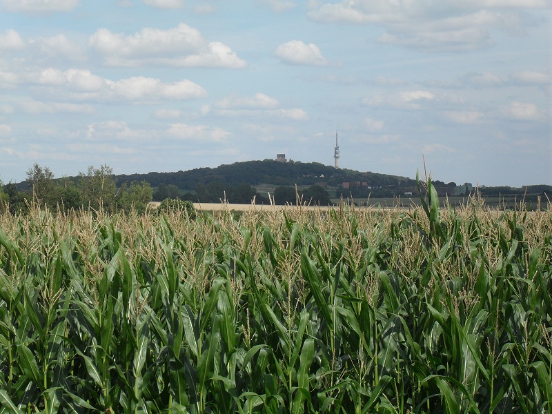 Blick aus einem Ortsteil der Stadt Wettin-Lbejn auf den Petersberg in der gleichnamigen Gemeinde.(02.08.2012)
