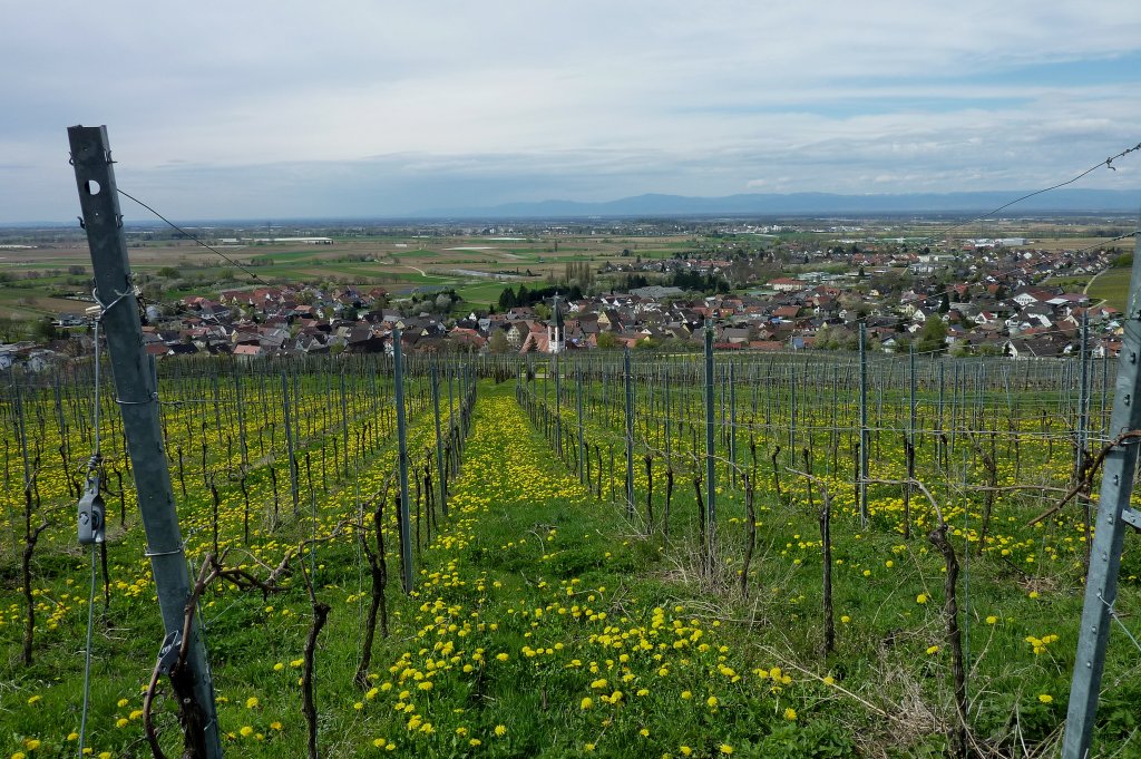 Blick von der lbergkapelle ber den Weinort Ehrenstetten in die Rheinebene, im Hintergrund die Vogesen, April 2012