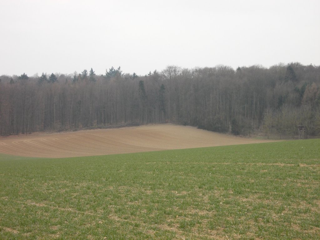 Blick ber verschiedene Felder zu einem Waldstck nahe Bruchsal (3.4.13)