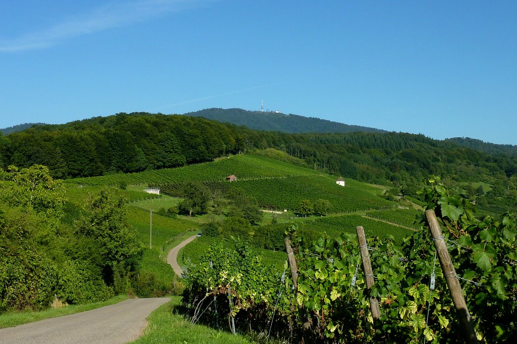 Blick ber die Weinberge im Markgrflerland zum 1165m hohen Hochblauen, Sept.2012