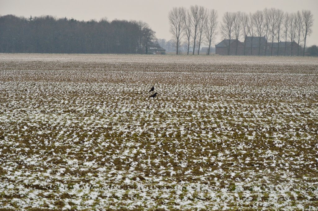 Blick ber winterliche Felder bei Anrath, die Raaben im Hintergrund suchen nach fressbarem im Schnee. Ein eisiger Ostwind blst im Ben bers Land. 23.3.2013