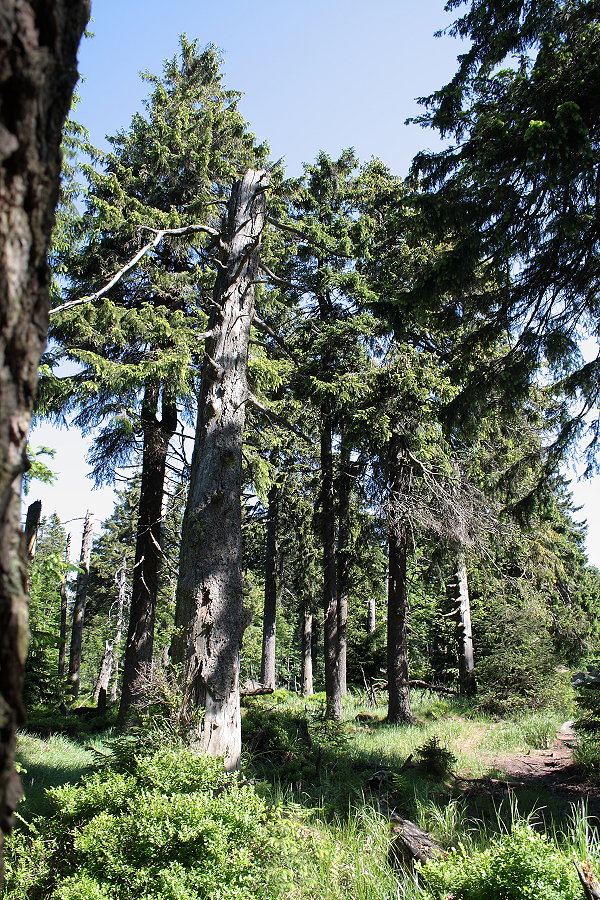 Brockenurwald am Eckerlochsteig; Aufnahme vom spten Vormittag des 18.06.2012 auf dem Eckerlochsteig bei Schierke im Nationalpark Harz