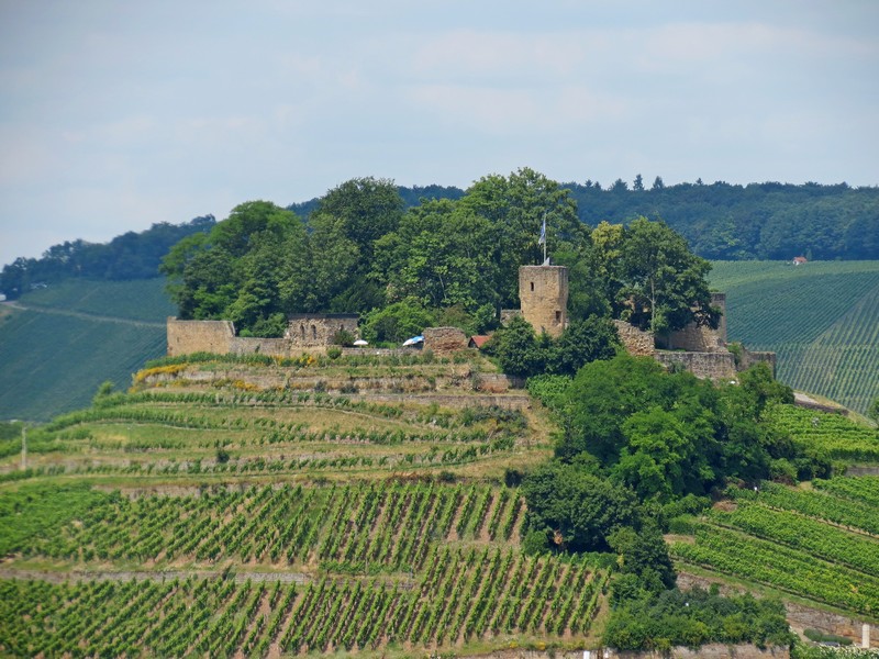 Burgruine Weibertreu liegt in Weinsberg Landkreis Heilbronn. Aufgenommen: 12.07.2013.

1140 war die Burg im Besitz der Welfen, die sich mit den Staufern um die Macht im Reich stritten. Knig Konrad III., in seinem Gefolge sein Bruder Friedrich II. von Schwaben und mehrere Bischfe und Frsten (u. a. Markgraf Hermann III. von Baden), belagerte die Burg mehrere Wochen lang und schlug am 21. Dezember 1140 in offener Feldschlacht den zum Entsatz heraneilenden Welf VI. Kurz darauf ergab sich die Burg. Dem Bericht der Klner Knigschronik zufolge versprach der Knig den Frauen auf der Burg Weinsberg freien Abzug und gab die Erlaubnis, „dass jede forttragen drfte, was sie auf ihren Schultern vermchte“. Auf die Mnner wartete der Tod. Die Frauen nahmen den Knig beim Wort und trugen ihre Mnner auf dem Rcken herab, denen sie so das Leben retteten, da der Knig sein Wort hielt. Die Frauen wurden als Treue Weiber von Weinsberg bekannt, und die Burg kam aufgrund dieser Begebenheit zu ihrem Namen Weibertreu (vermutlich im Lauf des 18. Jahrhunderts).


