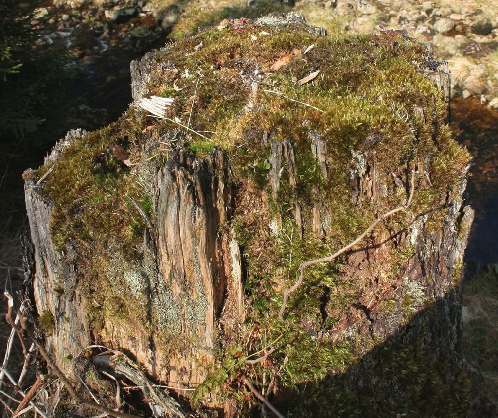 Der von Moos berwachsene Stumpf eines abgebrochenen Baumes; Odertal im Nationalpark Harz am Morgen des 05.05.2013...