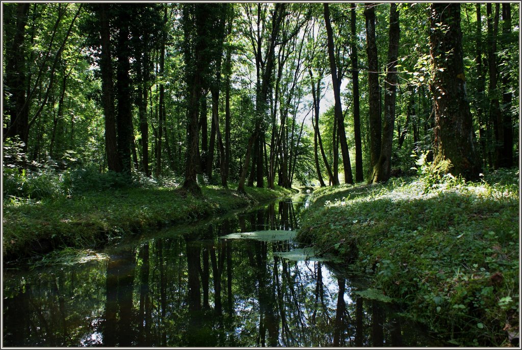 Der Wald des Naturschutzgebiet der Grangettes ldt bei warmen Temperaturen zu einem khlen Spaziergang ein.
(24.06.2011)