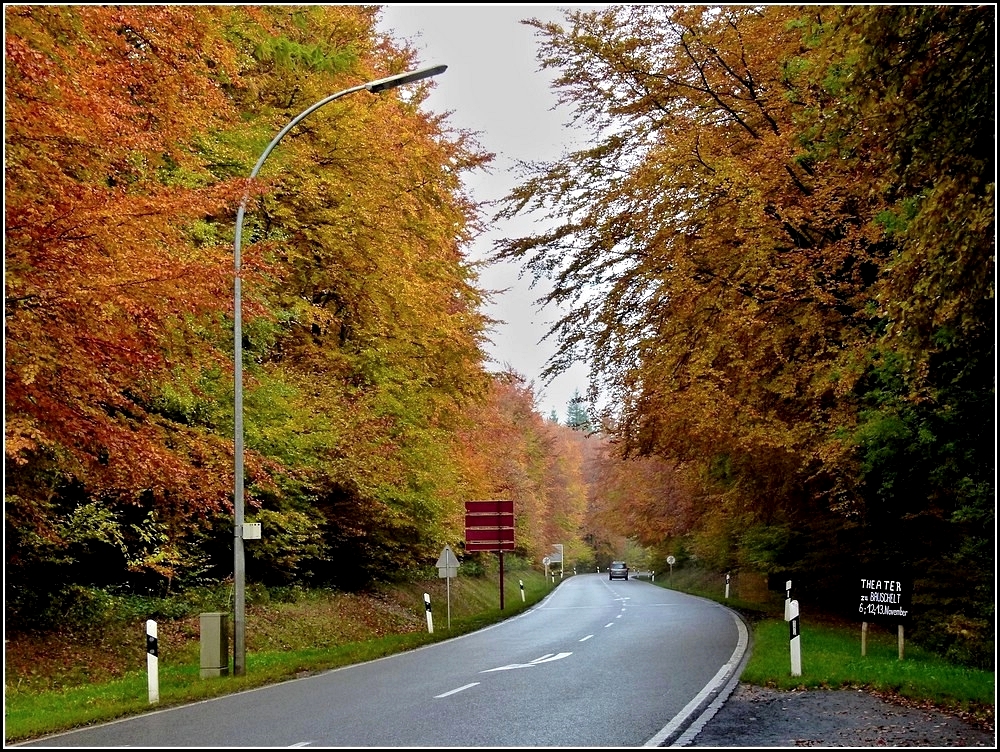 Die Bame entlang der Strae von Nothum nach Wiltz erstrahlten am 01.11.2010 in den schnsten Herbstfarben. (Jeanny)