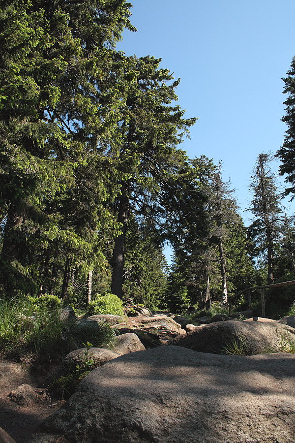 Die Felsblcke des Eckerlochsteigs im Brockenurwald; Aufnahme vom spten Vormittag des 18.06.2012 auf dem Eckerlochsteig bei Schierke im Nationalpark Harz