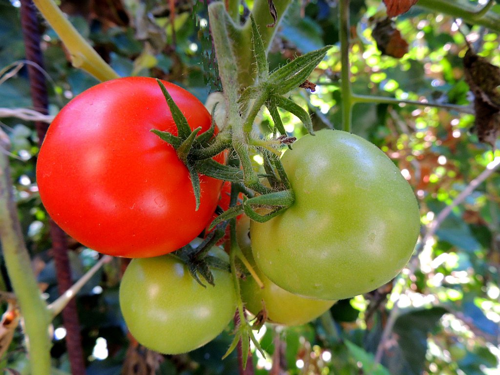 Die Tomaten, bzw. Paradeiser reifen heran; 120908