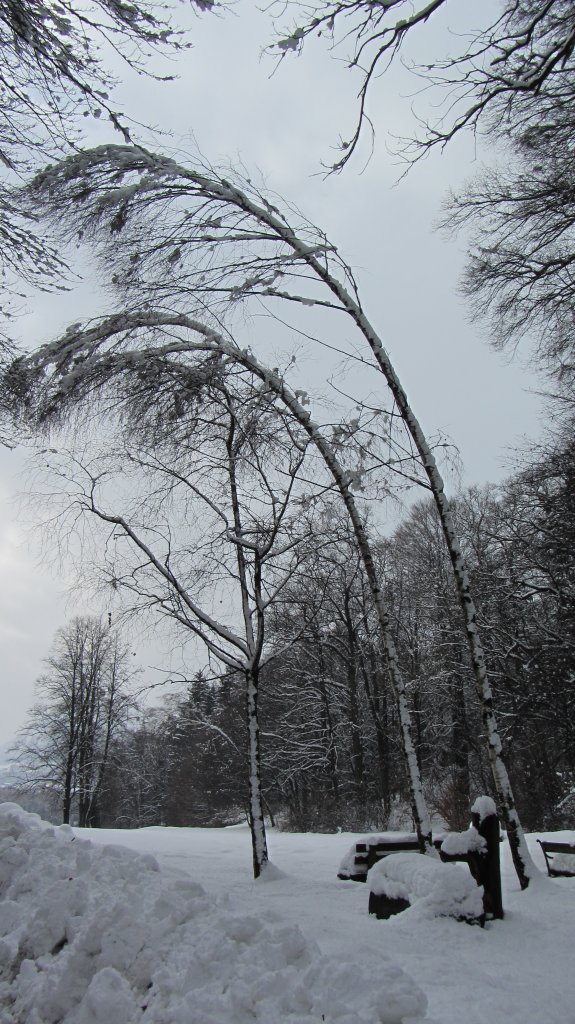 Diese 2 Birken im Brixlegger Matzen Park neigen sich aufgrund der schweren Schneelast. Aufgenommen am 16.2.2012.