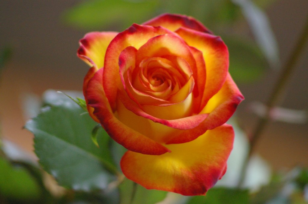 Diese Rose hatte es mir heute angetan, ich fand die 2 Farben sehr schn (23.06.2012).