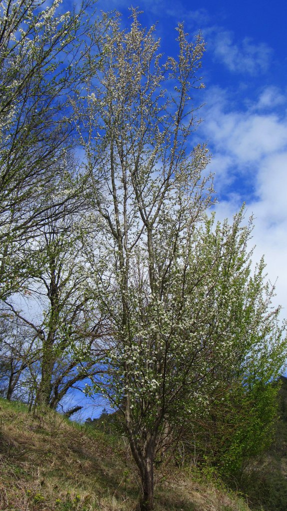 Dieser wild gewachsene Pflaumenbaum steht bei Brixlegg und trgt im Herbst viele se Frchte.(10.4.2012)