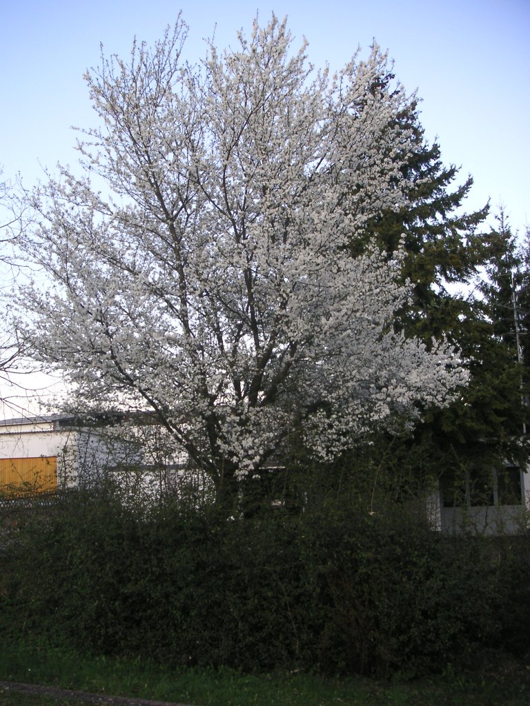 


Dieses Foto habe ich am 16.04.2010 in Saarbrcken Ensheim aufgenommen.



















