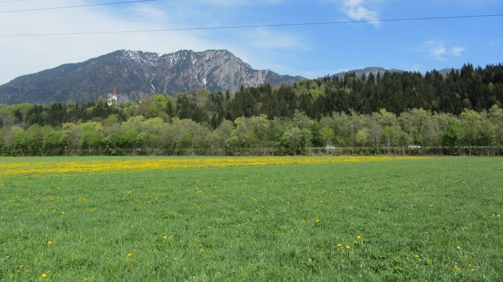 Ein blhendes Lwenzahnfeld erstrahlt bei Kundl in der Farbe Gelb. Die Aufnahme entstand am 1.5.2012.