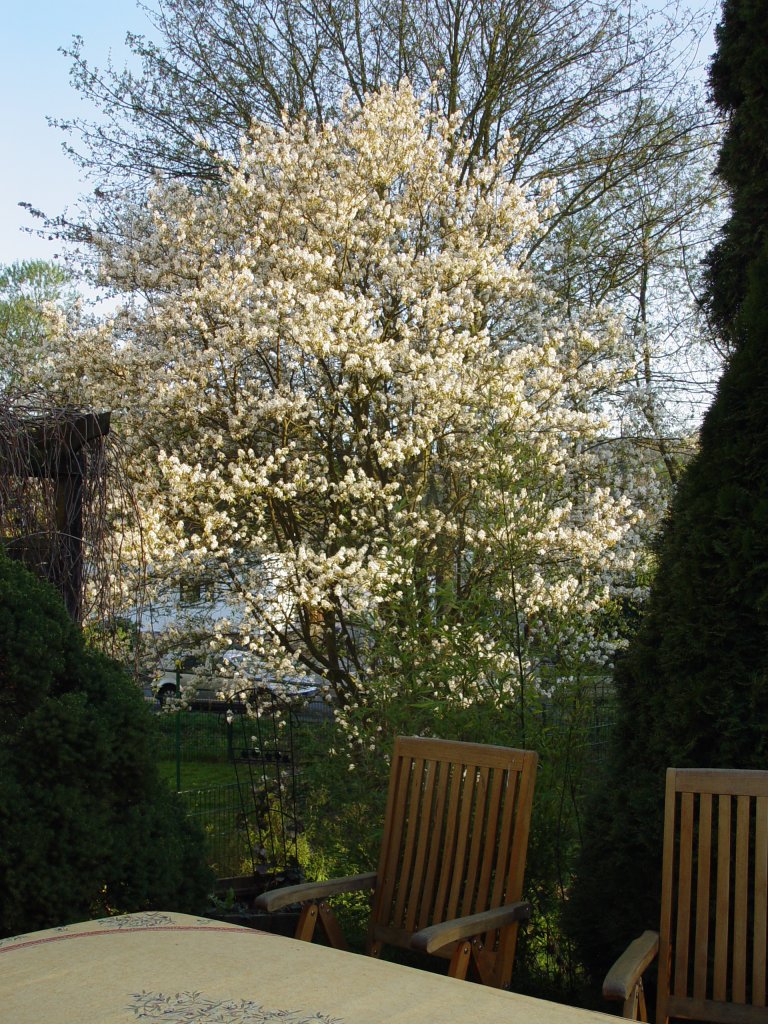 Ein blhender Baum im Garten meines Hauses am 14.04.2007
