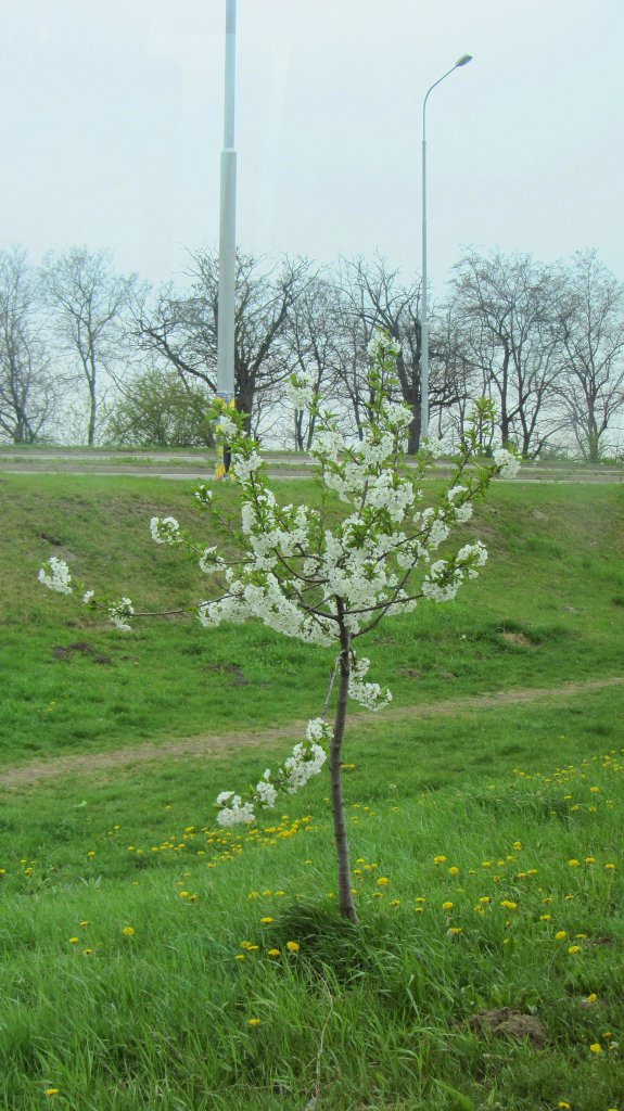 Ein junger, blhender Zierobstbaum in Bratislava.(7.4.2012)