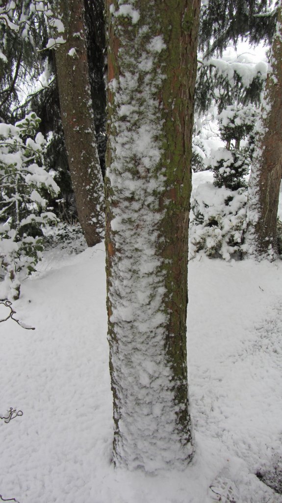 Ein kleines Experiment, das zeigen soll, wie weit der Schnee bei Brixlegg bereits auf die Baumstmme hinaufragt. Die Aufnahme entstand um 10:00 Uhr am 21.1.2012.