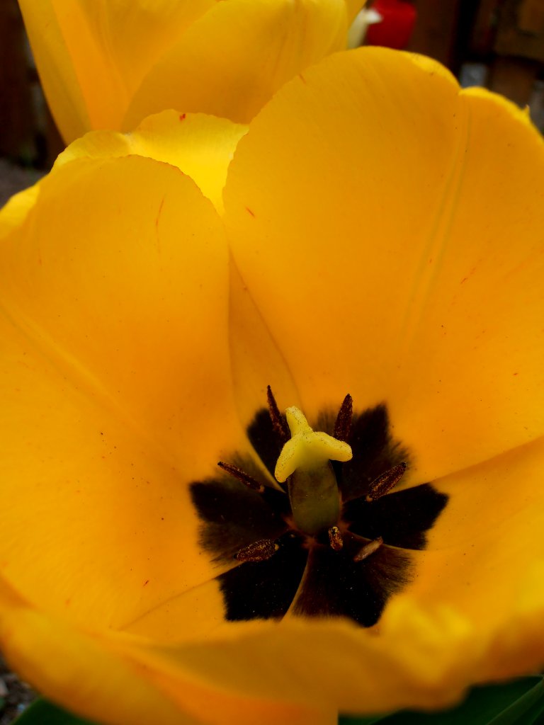 Eine schne Gelbe Tulpe. Bild am 27.04.2012 