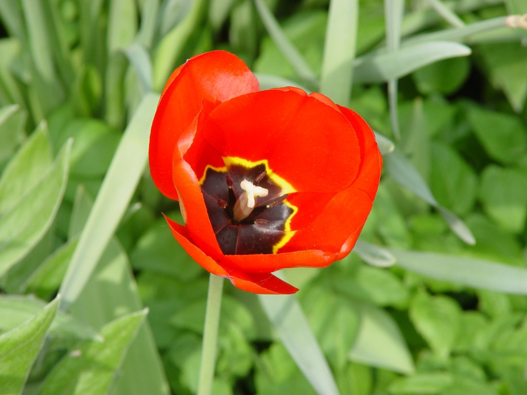 Eine Tulpe voll erblht am 24.04.2007