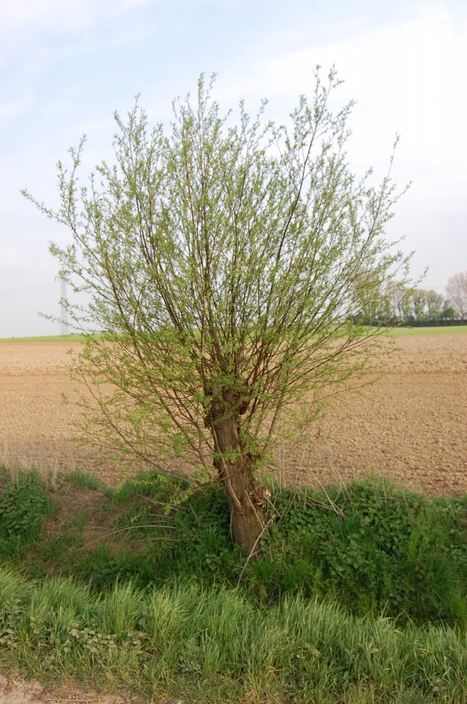 Eine der typischsten Pflanzen des Niederrheines, das Bild zeigt die frher berall verbreitete Kopfweide. Heute ist sie ziemlich rar.
Diese steht an einem Entwsserungsgraben bei Jchen-Waat. 19.4.2010
