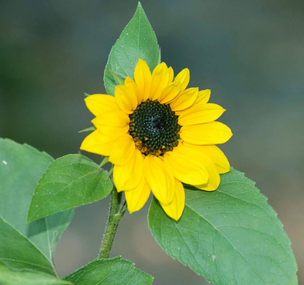 Eine wunderschöne Mini Sonnenblume im Garten. 01.10.2011 ...