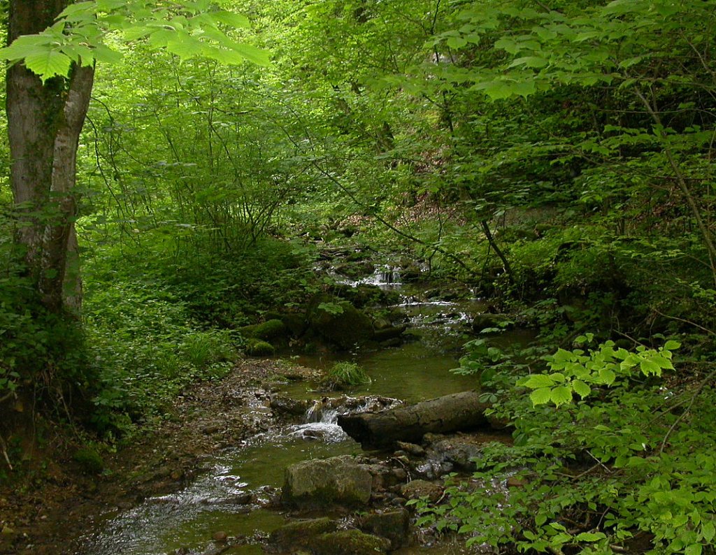 Es gr�nt so gr�n, wie hier im Stadtwald von Tengen(01.06.2010).