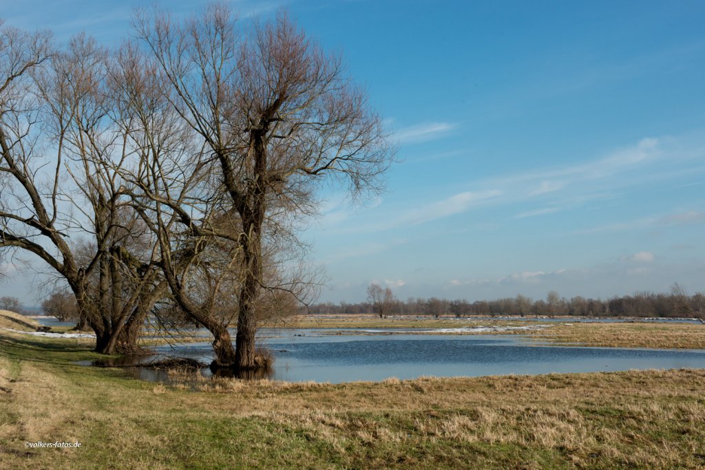 Feb. 2013 an der Oder bei Hohenwutzen.