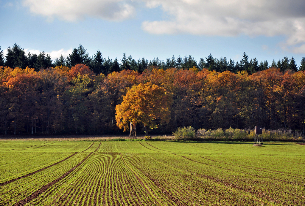Feld - Baum - Wald im Herbst bei Eu-Wikirchen - 12.11.2012