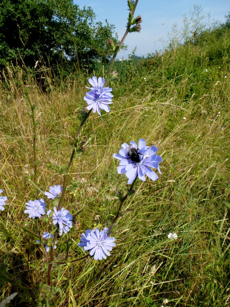Gemeine Wegwarte, auch Zichorie genannt, verbreitet an Wegrndern, war Blume des Jahres 2009, Juli 2013