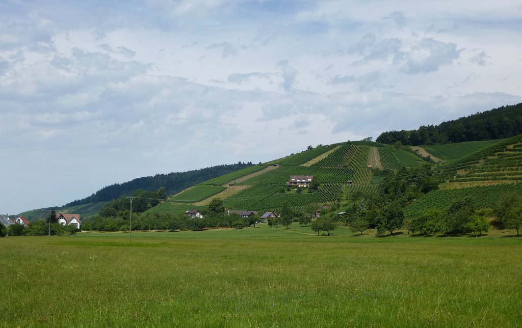 Glottertal, Blick auf die Weinberge im bekannten Schwarzwaldtal, Aug.2013