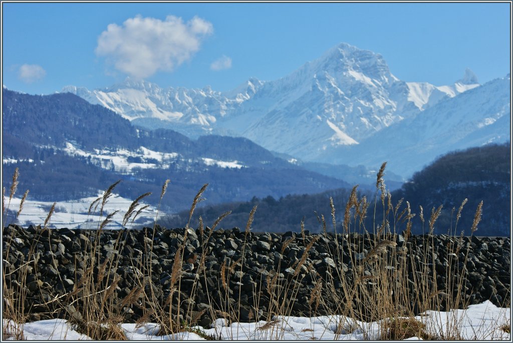 Goldbraune Grser wiegen sich im Wind vor der Bahntrasse, dahinter sieht man die Waadtlnder Alpen.
(16.03.2013)