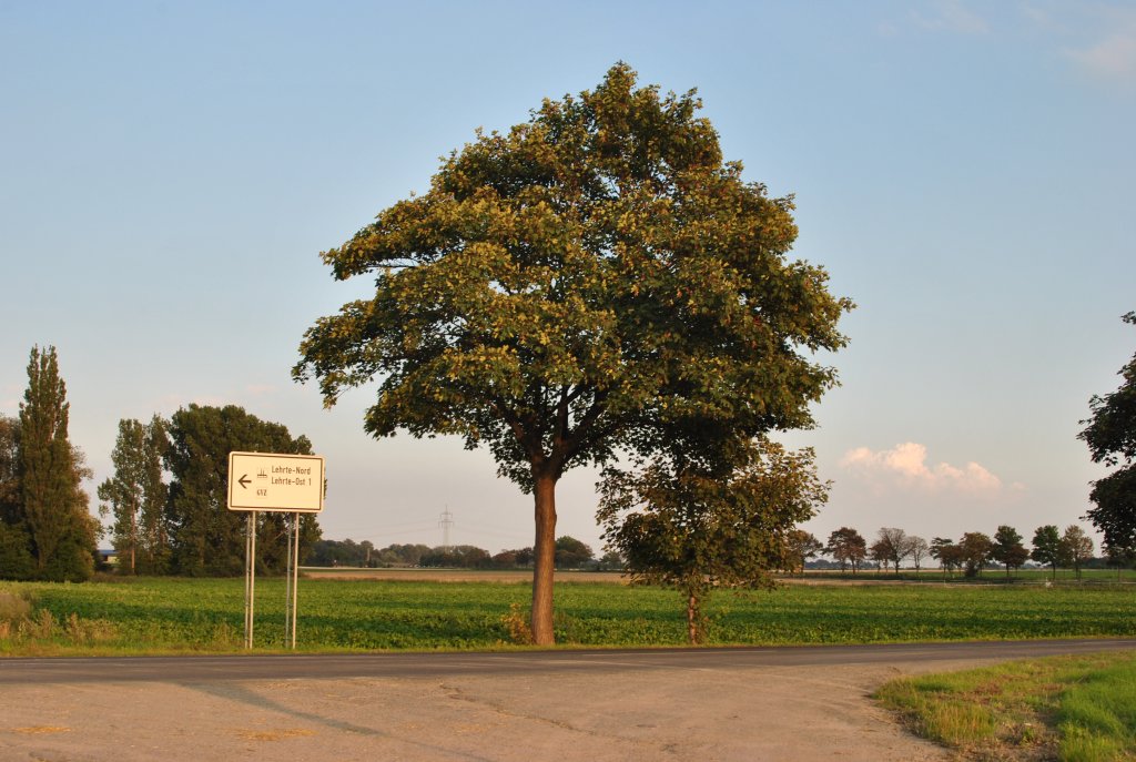 Grner Baum bei Lehrte, am 21.08.2010.