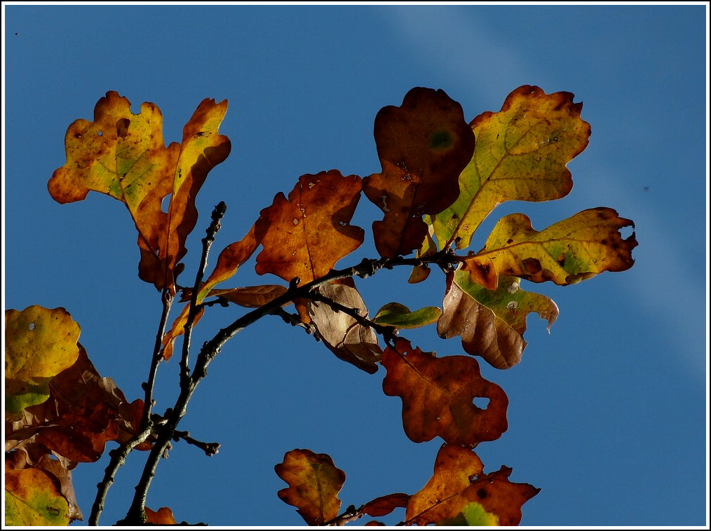 Herbst. 06.11.2011 (Jeanny)