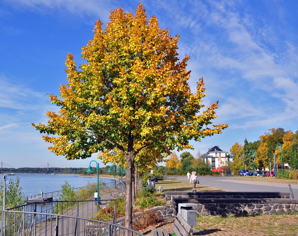 Herbstbume am Rheinufer in Bn-Beuel - 01.10.2012