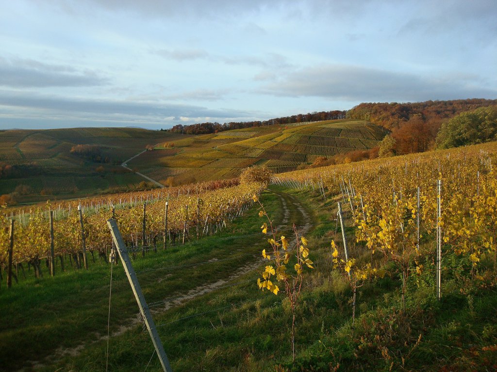 Herbstliche Weinberge im Markgrflerland, Nov.2010