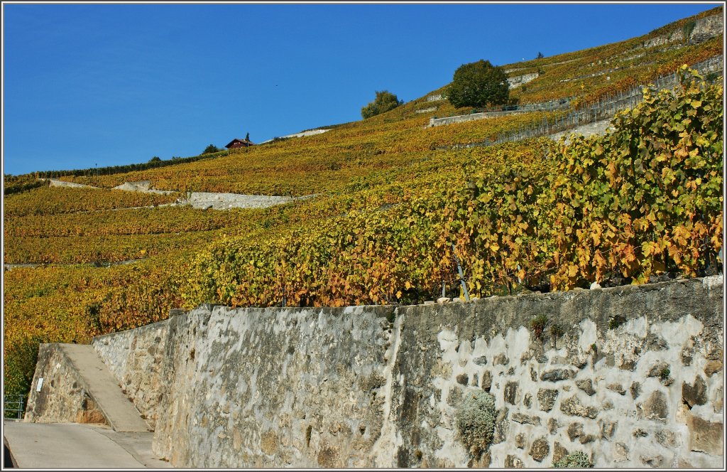 Herbstliches Gewand der Weinreben.
(18.10.2011)