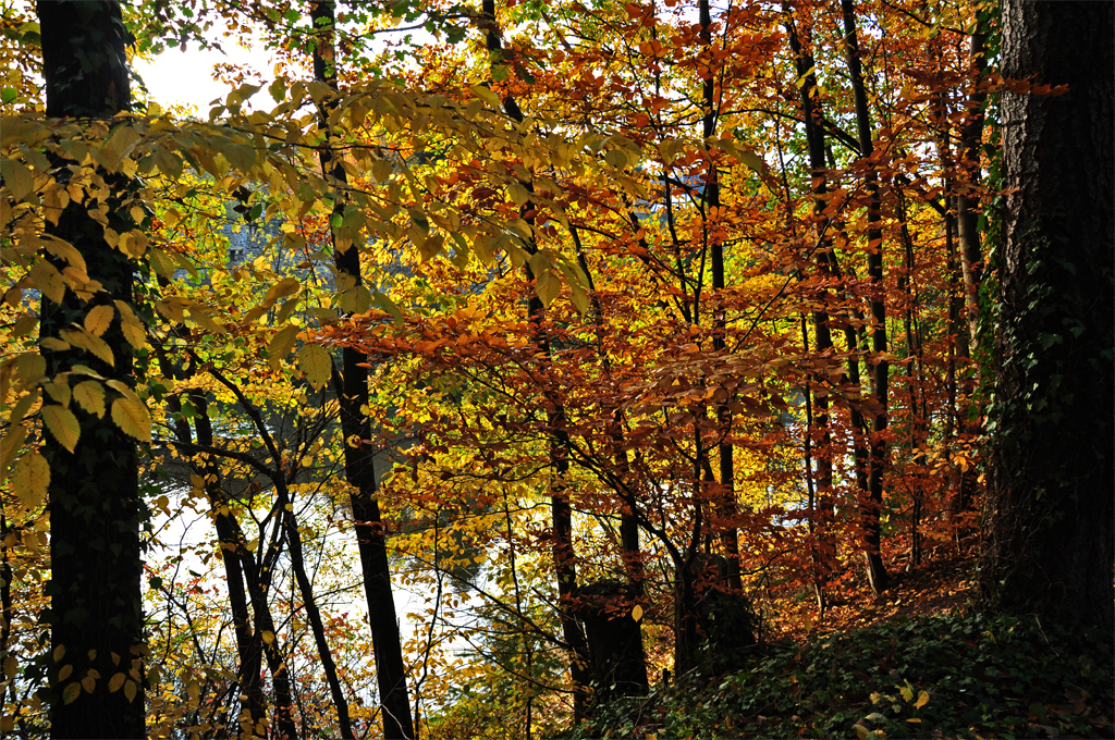 Herbstwald mit Teich bei Euskirchen - 01.11.2011