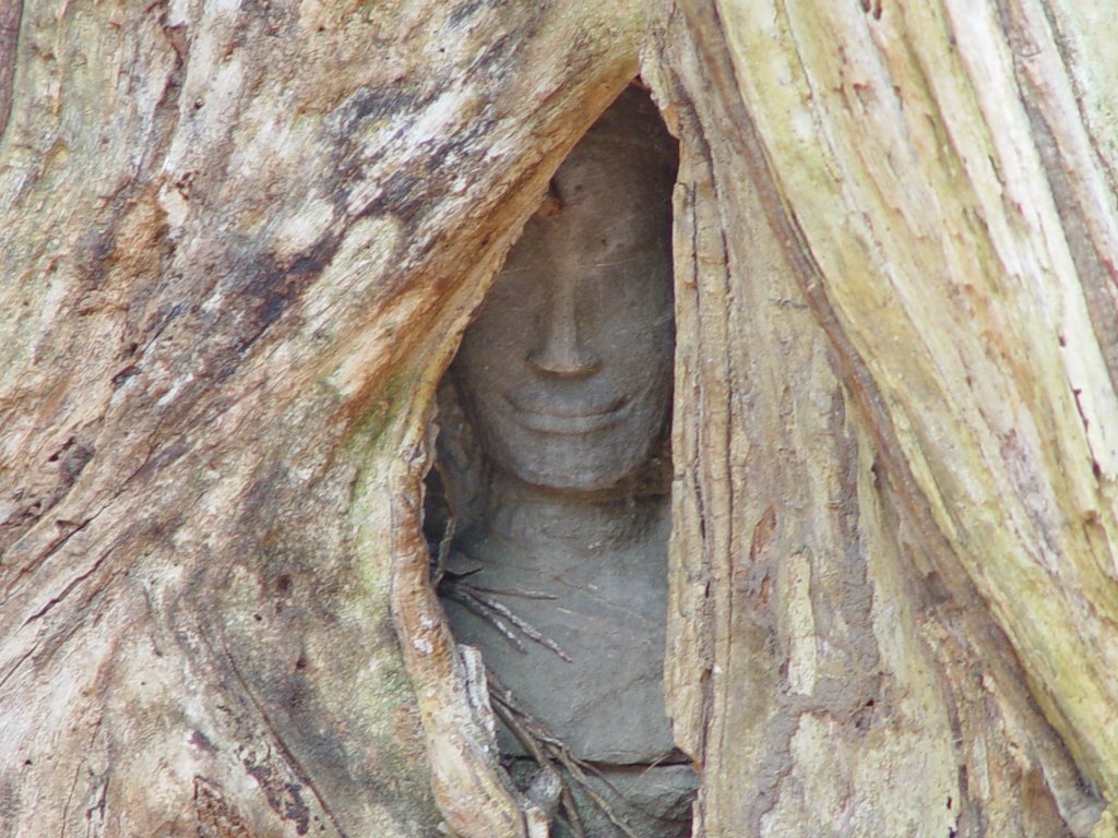 Im antiken Tempelbezirk von Angkor haben Baumwurzeln die Tempelanlagen teilweise stark in Besitz genommen. Hier schaut nur noch der Kopf einer figur zwischen den Baumwurzeln hervor. (02.05.2006)