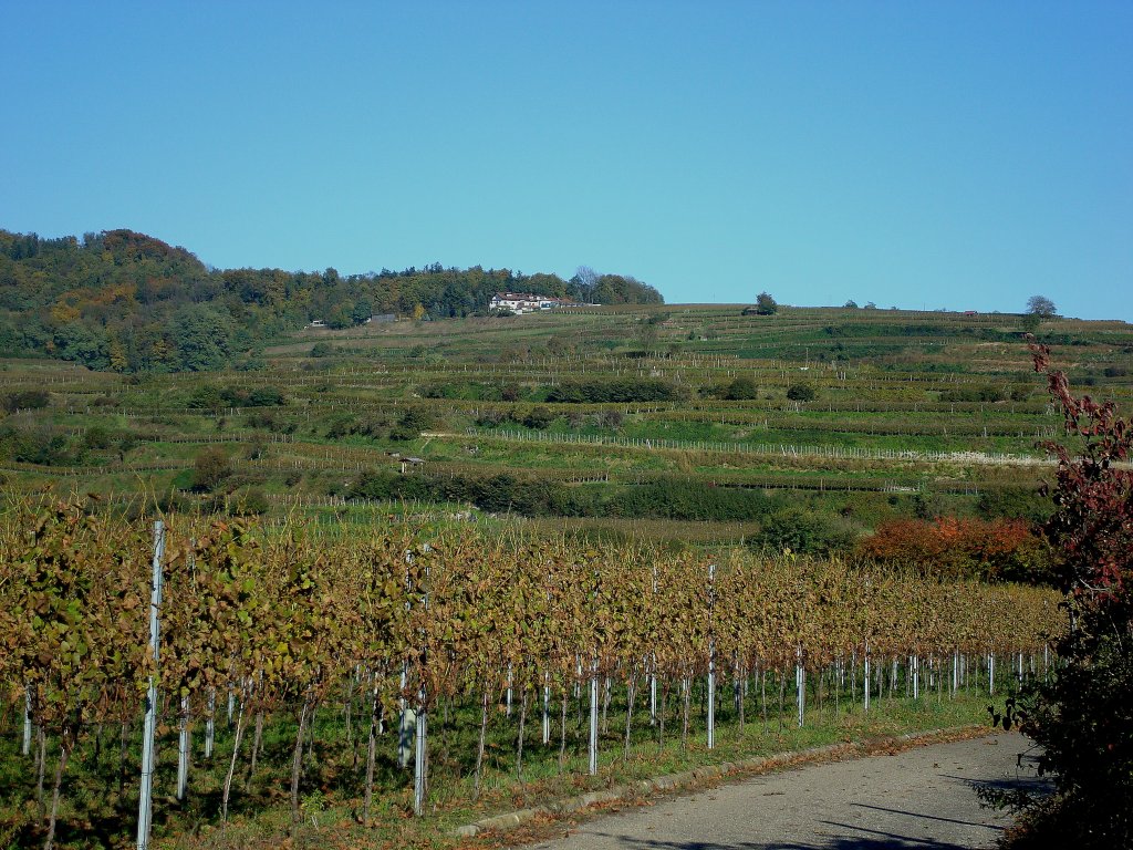 Kaiserstuhl, Blick von Ihringen zum Lenzenberg, Okt.2010