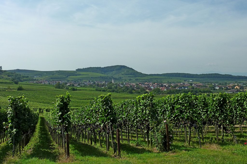 Kaiserstuhl, Blick ber die Weinberge auf den Ort Jechtingen, Sept.2012 
