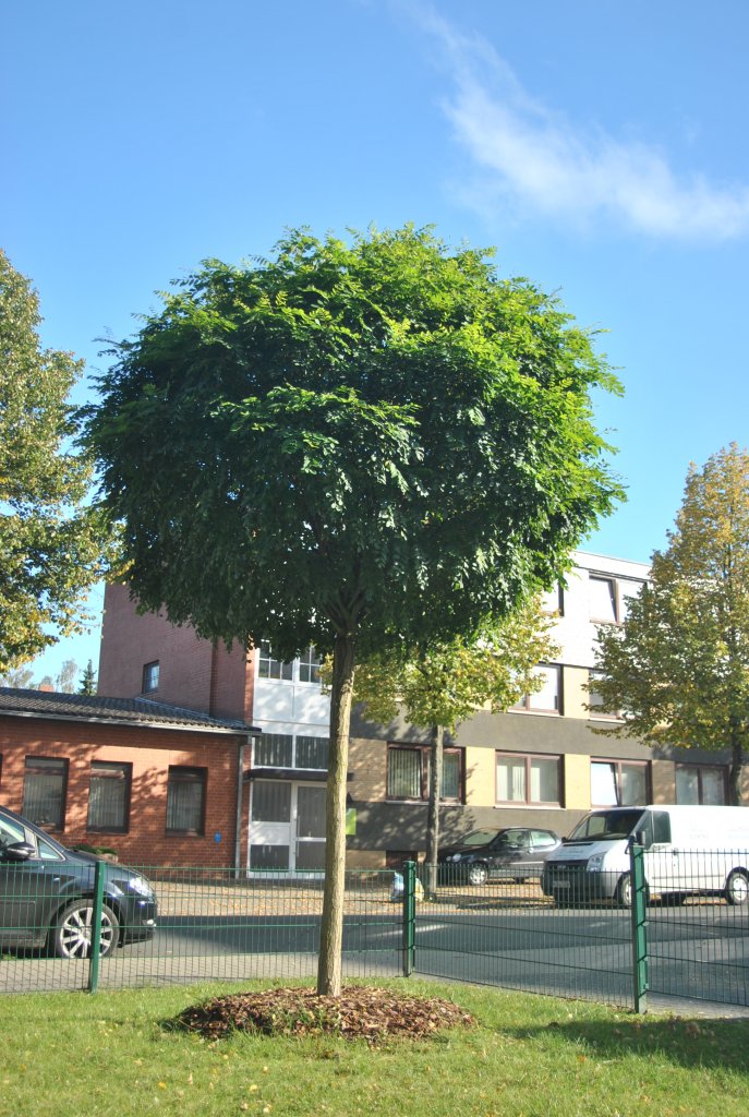 Kleiner Baum auf einer Wohnalage in Lehrte. Foto vom 30. September 10.