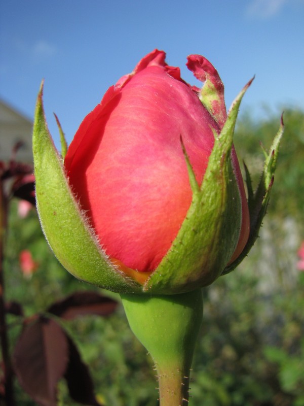Knospe einer Rose aufgenommen beim Tag der offenen Grten in Lindow (NWM) 16.09.2009